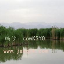 ḻ