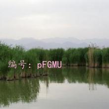 ָ