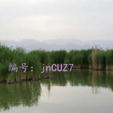 ָ