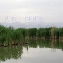 ḻ
