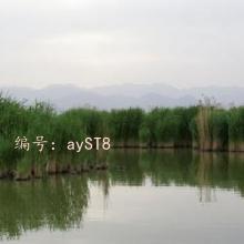 ḻ